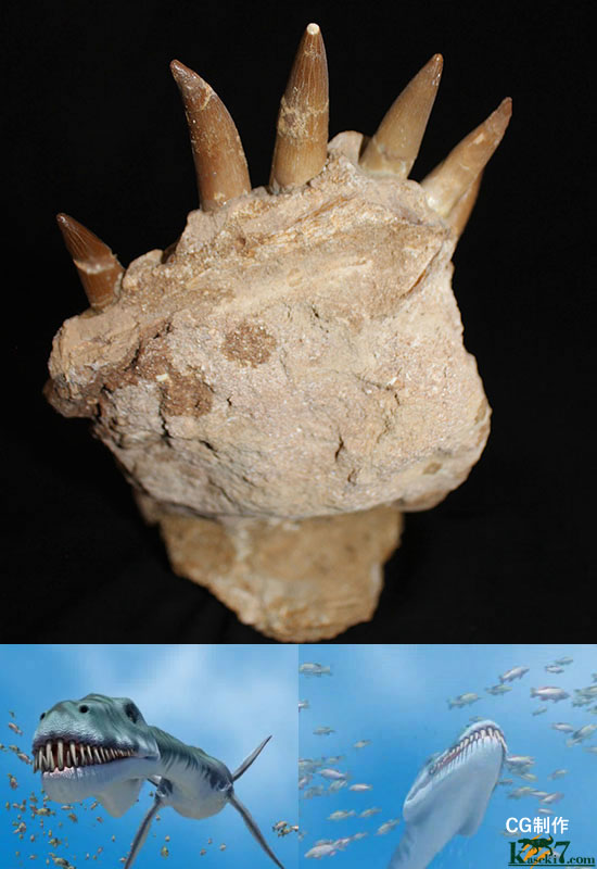 スーパーレア！2011年に記載された超ホットな新種の首長竜（Zarafasaura oceanis）の貴重な乱杭歯（その3）