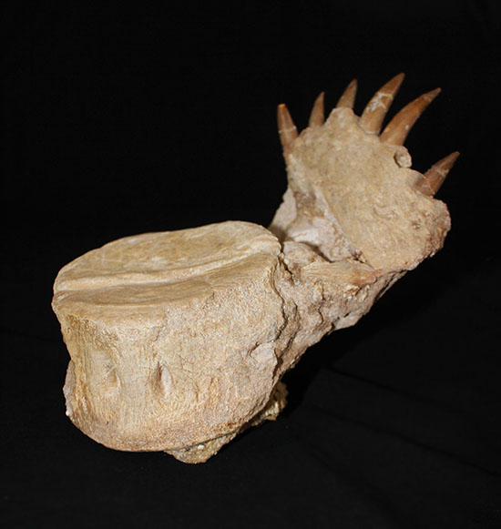 スーパーレア!2011年に記載された超ホットな新種の首長竜(Zarafasaura oceanis)の貴重な乱杭歯(その4)