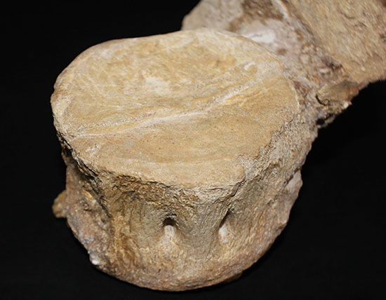 スーパーレア!2011年に記載された超ホットな新種の首長竜(Zarafasaura oceanis)の貴重な乱杭歯(その5)