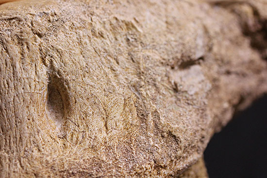 スーパーレア!2011年に記載された超ホットな新種の首長竜(Zarafasaura oceanis)の貴重な乱杭歯(その6)