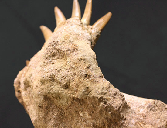 スーパーレア!2011年に記載された超ホットな新種の首長竜(Zarafasaura oceanis)の貴重な乱杭歯(その7)
