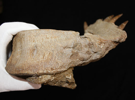 スーパーレア!2011年に記載された超ホットな新種の首長竜(Zarafasaura oceanis)の貴重な乱杭歯(その8)
