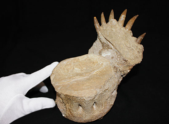スーパーレア!2011年に記載された超ホットな新種の首長竜(Zarafasaura oceanis)の貴重な乱杭歯(その9)