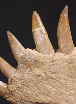スーパーレア！2011年に記載された超ホットな新種の首長竜（Zarafasaura oceanis）の貴重な乱杭歯