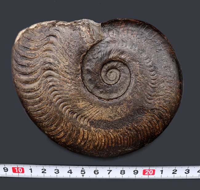 山口県産 ジュラ紀 アンモナイト 希少