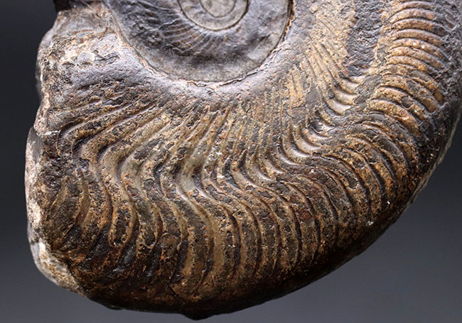 アンモナイト化石 Harpoceras 化石 フランス産 約16cm 名産地、黒ジュラの名で知られる、ホルツマーデン産！紛れもない博物館