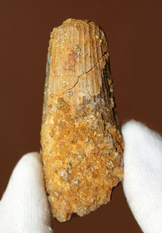 ズシッと重い、白亜紀モロッコ産スピノサウルス(Spinosaurus)の歯化石。展示ケース付。サービスプライス!(その1)