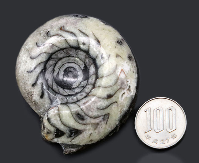 巻数が多く、面で色が異なる面白いゴニアタイト（Goniatite）と思しき化石。４億年前の頭足類です。（その9）