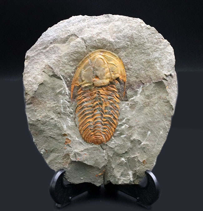 希少なカンブリア紀の三葉虫、大サイズかつ全形が保存された上質個体！ごく初期の三葉虫、パラドキシデス（Paradoxides）（その1）