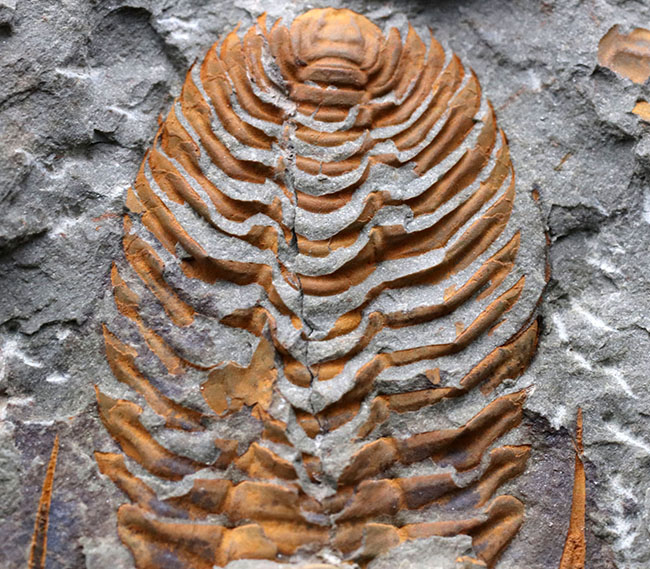 希少なカンブリア紀の三葉虫、大サイズかつ全形が保存された上質個体！ごく初期の三葉虫、パラドキシデス（Paradoxides）（その10）