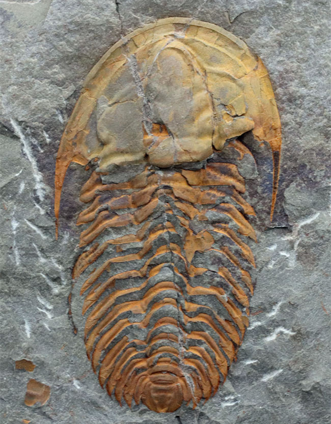 希少なカンブリア紀の三葉虫、大サイズかつ全形が保存された上質個体！ごく初期の三葉虫、パラドキシデス（Paradoxides）（その2）