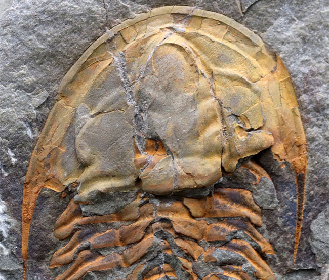 希少なカンブリア紀の三葉虫、大サイズかつ全形が保存された上質個体