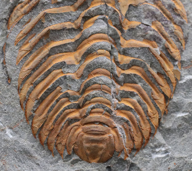 希少なカンブリア紀の三葉虫、大サイズかつ全形が保存された上質個体