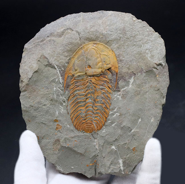 希少なカンブリア紀の三葉虫、大サイズかつ全形が保存された上質個体！ごく初期の三葉虫、パラドキシデス（Paradoxides）（その6）