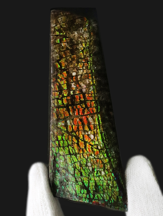 ザ・ドラゴンスキン！いかにも典型的な竜のうろこ状の模様が配されたアンモライト（Ammolite）のピース（その2）