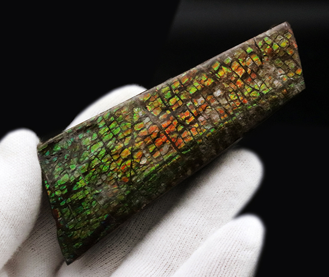 ザ・ドラゴンスキン！いかにも典型的な竜のうろこ状の模様が配されたアンモライト（Ammolite）のピース（その3）