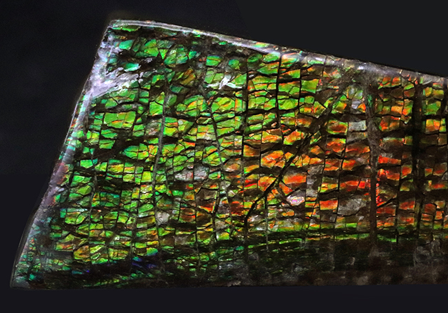 ザ・ドラゴンスキン！いかにも典型的な竜のうろこ状の模様が配されたアンモライト（Ammolite）のピース（その4）