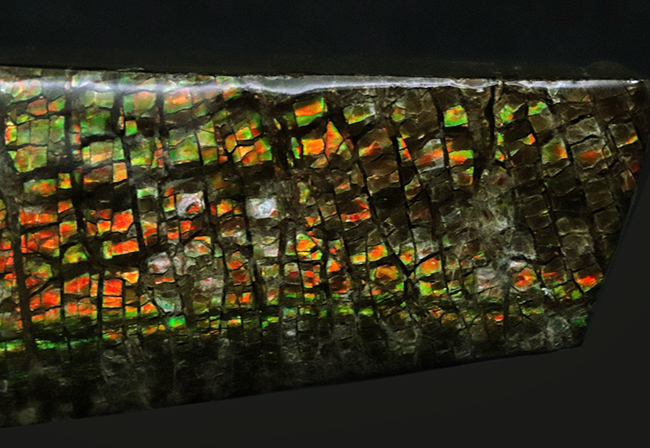 ザ・ドラゴンスキン！いかにも典型的な竜のうろこ状の模様が配されたアンモライト（Ammolite）のピース（その6）