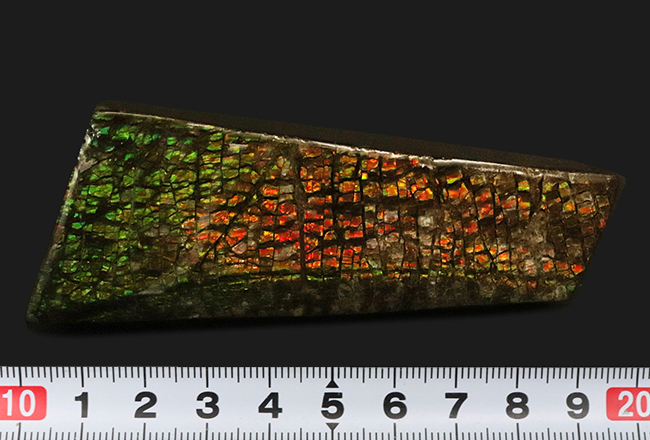 ザ・ドラゴンスキン！いかにも典型的な竜のうろこ状の模様が配されたアンモライト（Ammolite）のピース（その9）