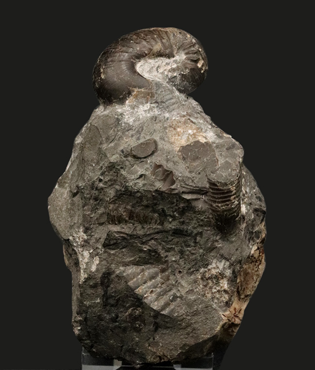 夕張産北海道産の異常巻きアンモナイト、スカフィテスの化石。母岩に部分化石多数見られます（その2）