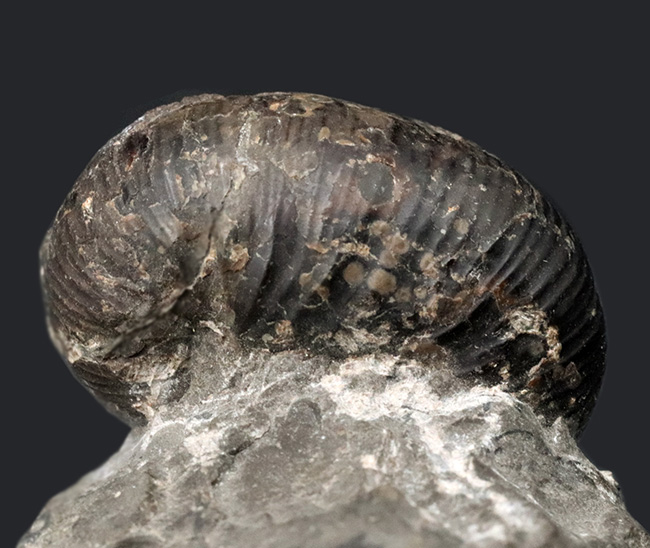 夕張産北海道産の異常巻きアンモナイト、スカフィテスの化石。母岩に部分化石多数見られます（その3）