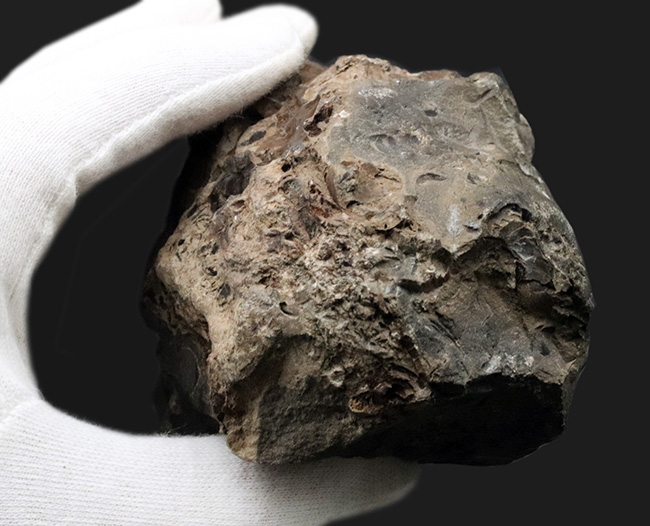 夕張産北海道産の異常巻きアンモナイト、スカフィテスの化石。母岩に部分化石多数見られます（その6）