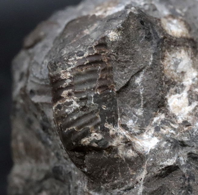 夕張産北海道産の異常巻きアンモナイト、スカフィテスの化石。母岩に部分化石多数見られます（その7）
