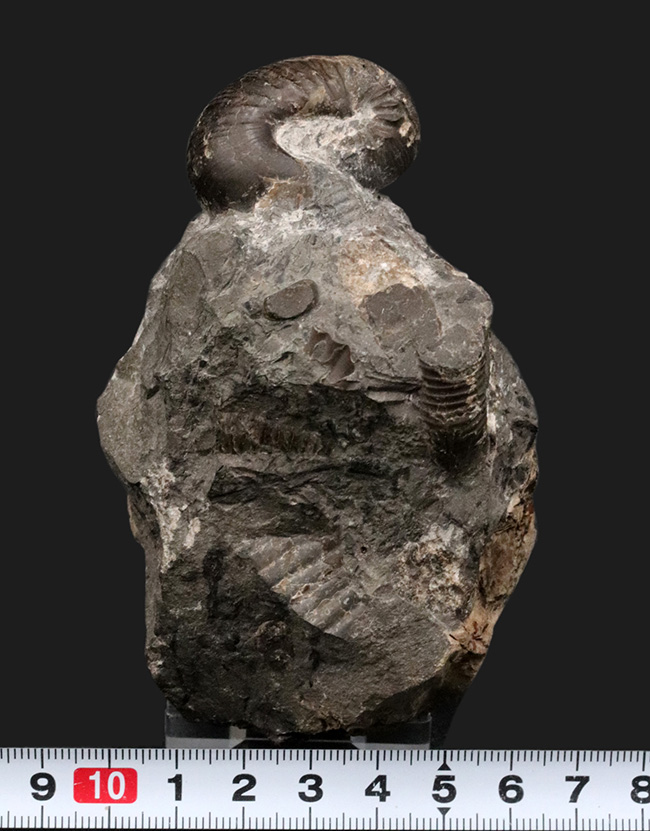 夕張産北海道産の異常巻きアンモナイト、スカフィテスの化石。母岩に部分化石多数見られます（その8）