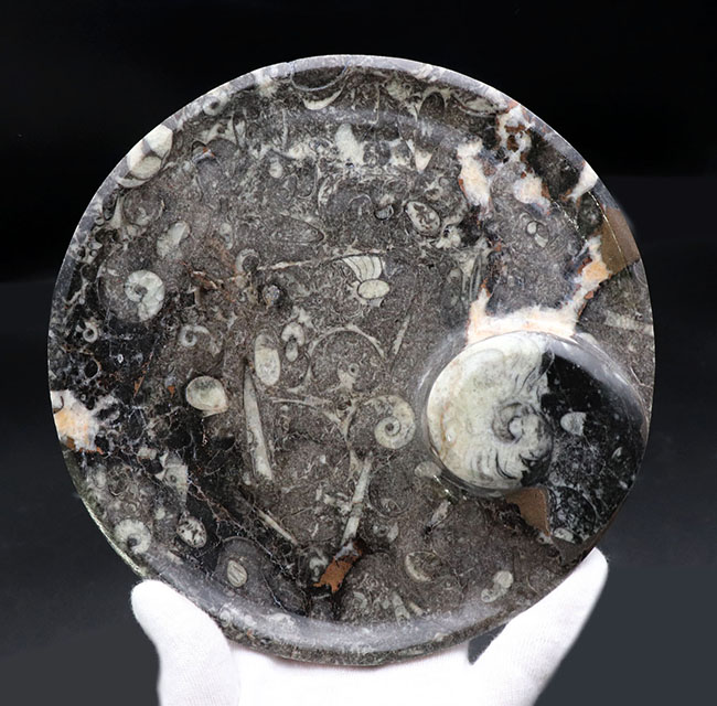 約4億年以上前‼️超希少✡️ゴニアタイト ピンク色あり！およそ4億年前の海中に棲息していた古い頭足類の