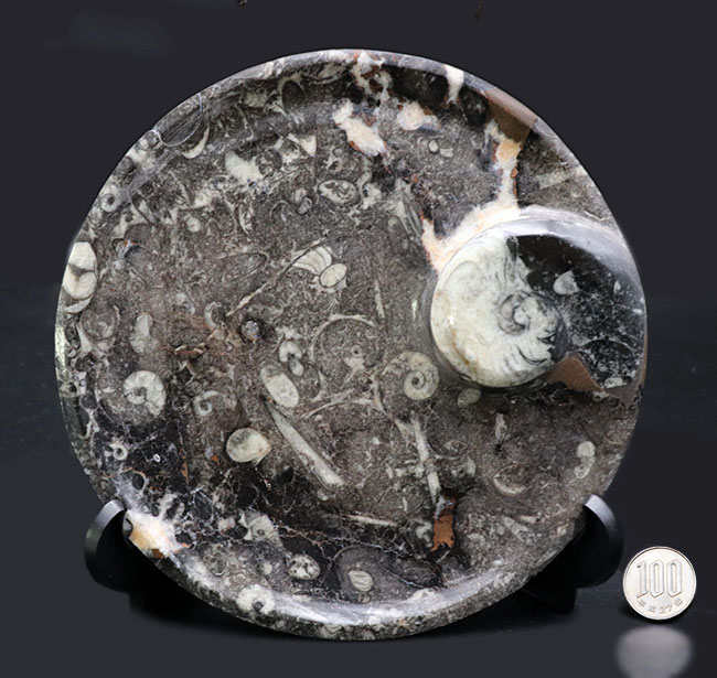 およそ４億年前の頭足類、ゴニアタイト（Goniatite）を含む石を加工した皿の化石（その10）
