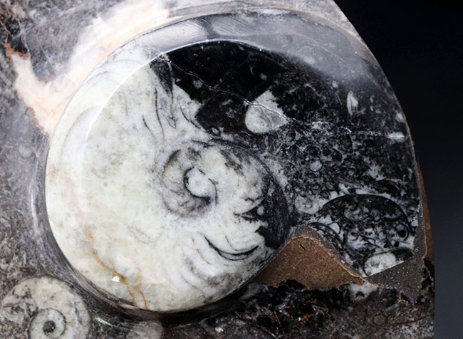 およそ4億年前の頭足類、ゴニアタイト（Goniatite）を含む石を加工