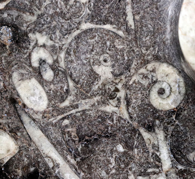 およそ４億年前の頭足類、ゴニアタイト（Goniatite）を含む石を加工した皿の化石（その3）