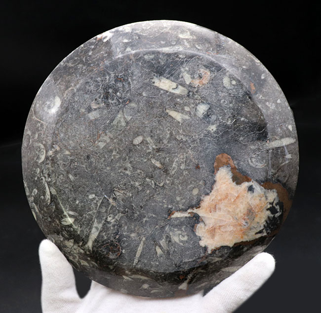 およそ4億年前の頭足類、ゴニアタイト（Goniatite）を含む石を加工