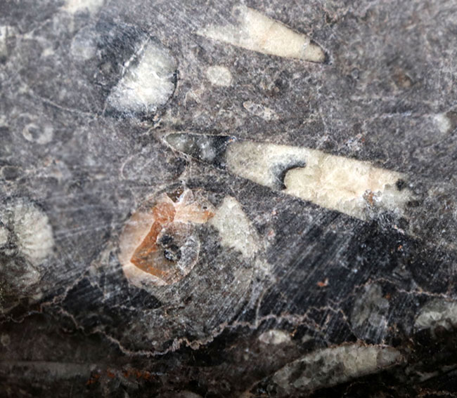 およそ4億年前の頭足類、ゴニアタイト（Goniatite）を含む石を加工