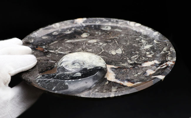 およそ４億年前の頭足類、ゴニアタイト（Goniatite）を含む石を加工した皿の化石（その7）