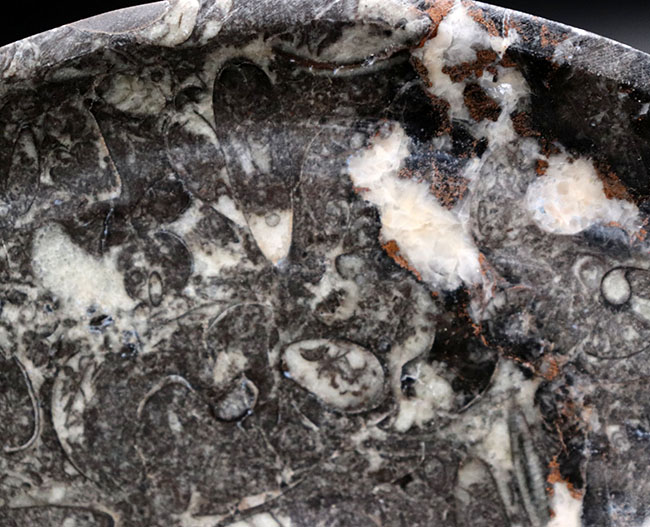 およそ４億年前の頭足類、ゴニアタイト（Goniatite）を含む石を加工した皿の化石（その8）