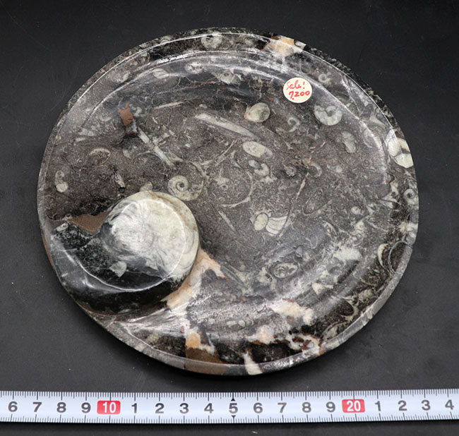 およそ4億年前の頭足類、ゴニアタイト（Goniatite）を含む石を加工