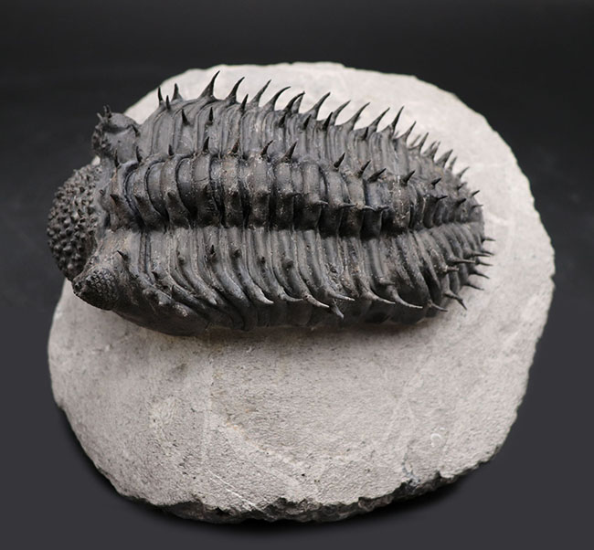 人気かつ希少！極めて上質！全身を棘で「武装」した三葉虫、ドロトプス