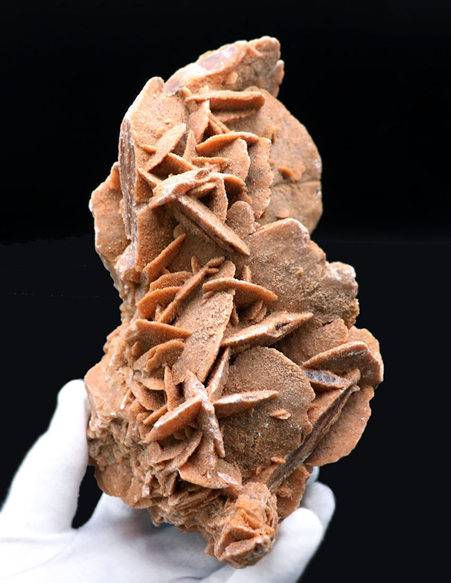 その昔海が存在していた証拠とされる、砂漠のバラ(Desert Rose)。1キログラムを超える、立派な標本(その1)