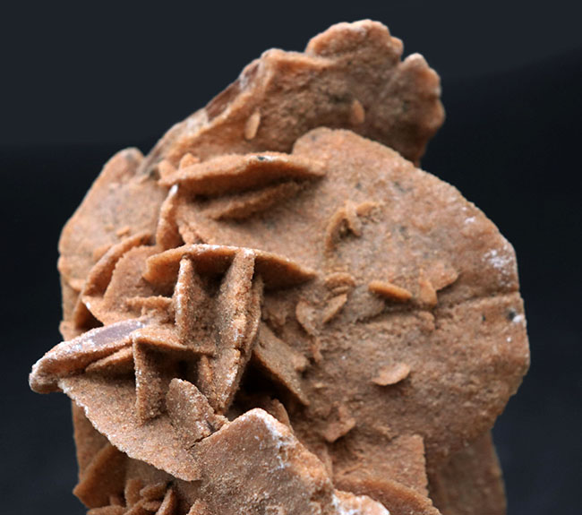 その昔海が存在していた証拠とされる、砂漠のバラ(Desert Rose)。1キログラムを超える、立派な標本(その2)