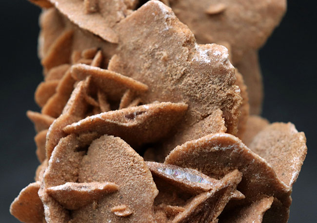 その昔海が存在していた証拠とされる、砂漠のバラ(Desert Rose)。1キログラムを超える、立派な標本(その3)
