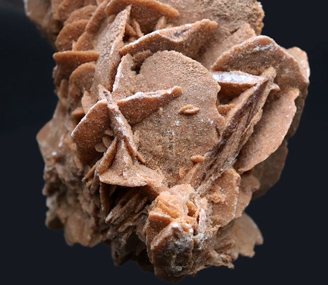その昔海が存在していた証拠とされる、砂漠のバラ(Desert Rose)。1キログラムを超える、立派な標本(その4)