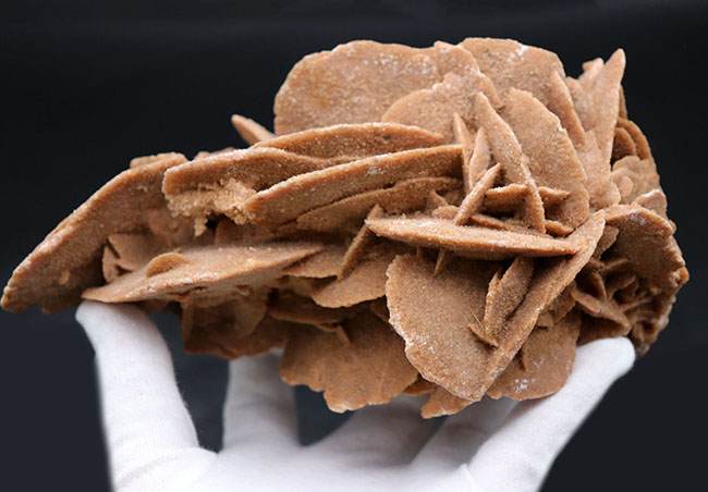 その昔海が存在していた証拠とされる、砂漠のバラ(Desert Rose)。1キログラムを超える、立派な標本(その5)
