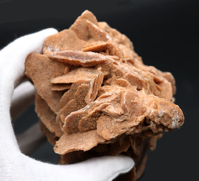 その昔海が存在していた証拠とされる、砂漠のバラ(Desert Rose)。1キログラムを超える、立派な標本(その7)