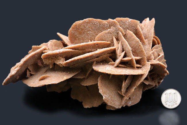 その昔海が存在していた証拠とされる、砂漠のバラ(Desert Rose)。1キログラムを超える、立派な標本(その8)