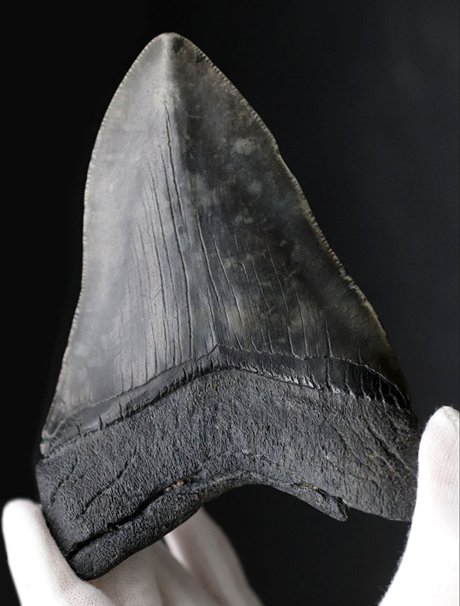 極めて希少！採集して泥を落としただけの１００％ナチュラルのメガロドン（Carcharocles megalodon）の歯化石。（その1）