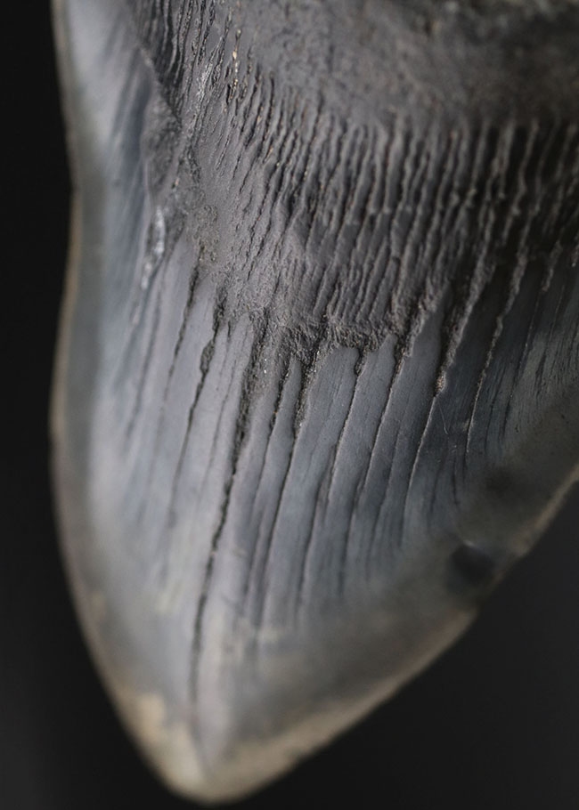 極めて希少!採集して泥を落としただけの100%ナチュラルのメガロドン(Carcharocles megalodon)の歯化石。(その10)