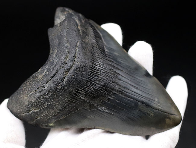 極めて希少!採集して泥を落としただけの100%ナチュラルのメガロドン(Carcharocles megalodon)の歯化石。(その11)