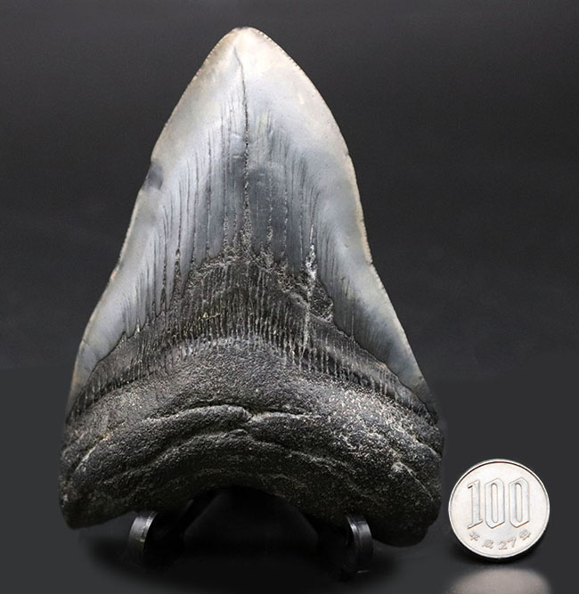 極めて希少！採集して泥を落としただけの１００％ナチュラルのメガロドン（Carcharocles megalodon）の歯化石。（その12）