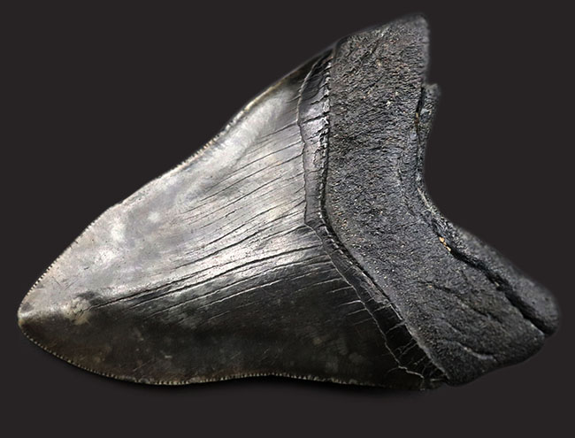 極めて希少!採集して泥を落としただけの100%ナチュラルのメガロドン(Carcharocles megalodon)の歯化石。(その2)